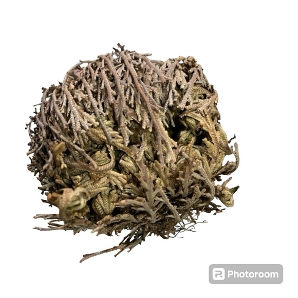Dried small Rose of Jericho resurrection plant / pequeña flor de Jericó seca - Picture 3 of 3